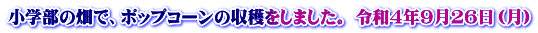 小学部の畑で、ポップコーンの収穫をしました。 令和4年9月26日(月)